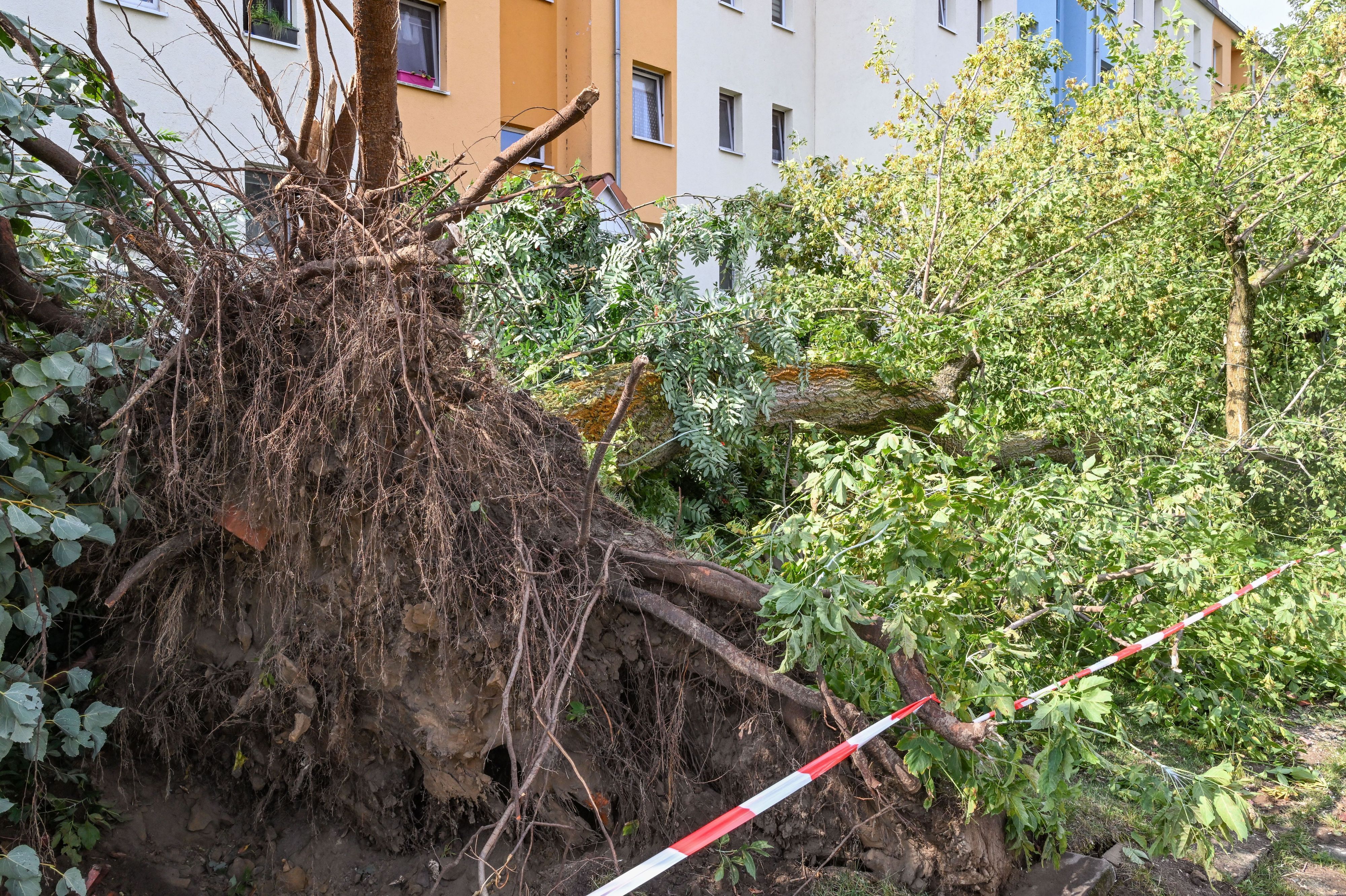 Ein Baum wurde entwurzelt und liegt auf dem Boden.