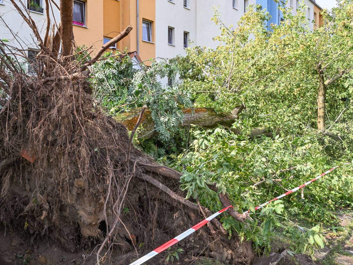 Ein Baum wurde entwurzelt und liegt auf dem Boden.