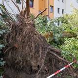 Ein Baum wurde entwurzelt und liegt auf dem Boden.
