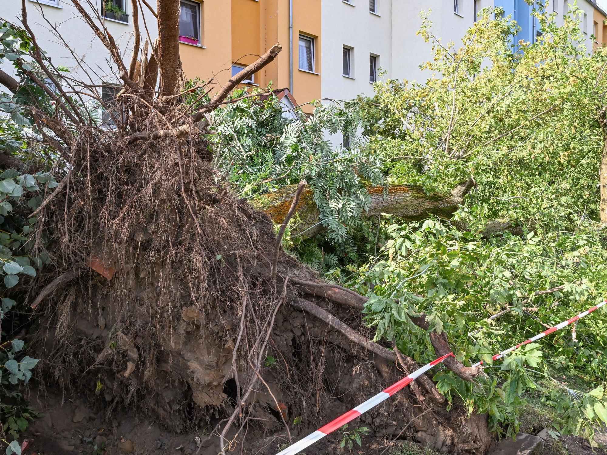 Ein Baum wurde entwurzelt und liegt auf dem Boden.