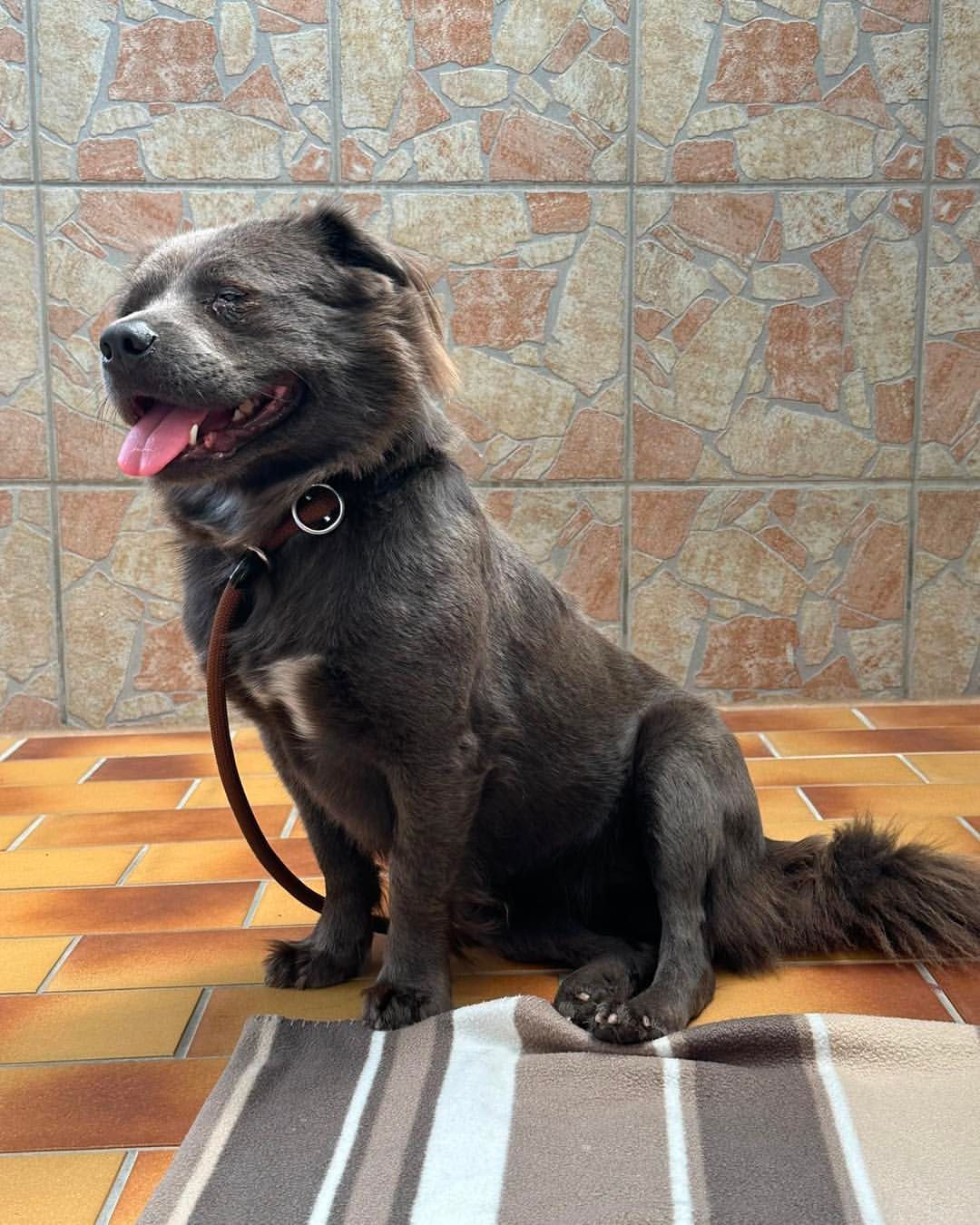 Ein Hund sitzt im Tierheim.