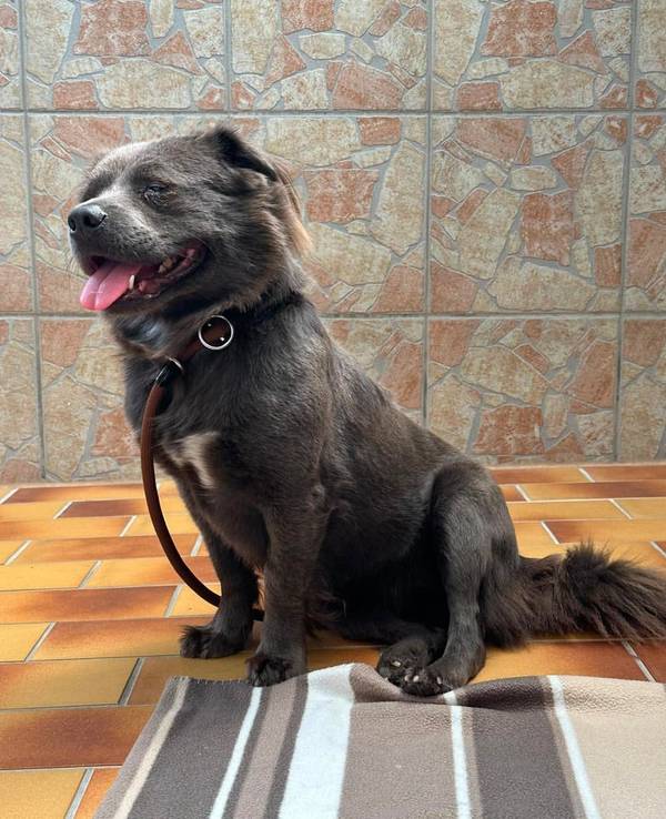 Ein Hund sitzt im Tierheim.