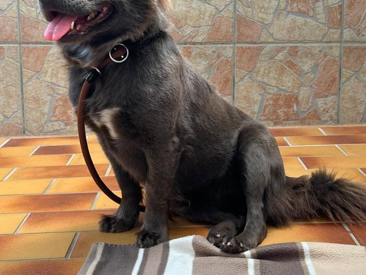 Ein Hund sitzt im Tierheim.