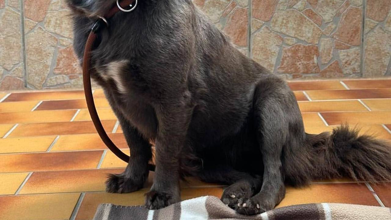 Ein Hund sitzt im Tierheim.