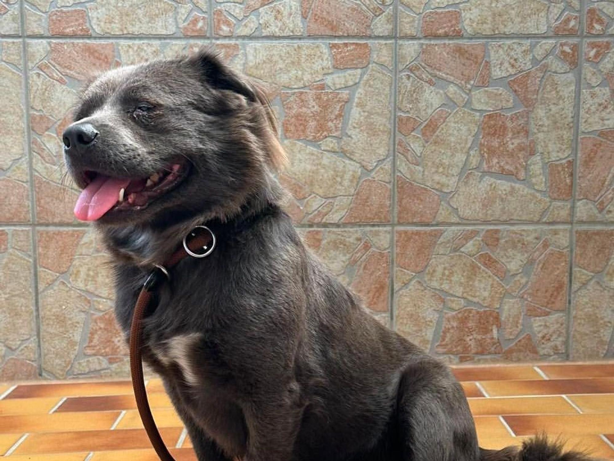 Ein Hund sitzt im Tierheim.