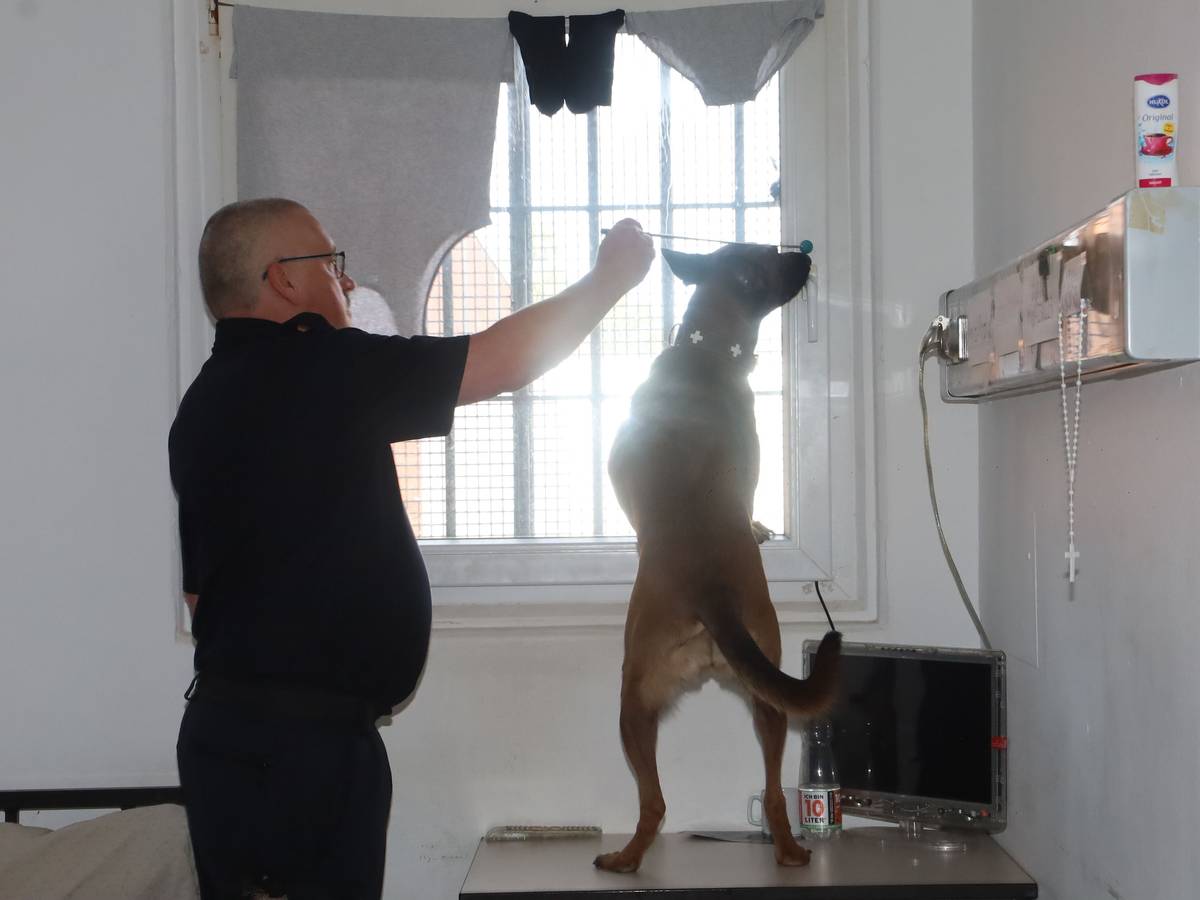 Ein Diensthundeführer durchsucht mit seinem Hund einen Haftraum in der JVA.