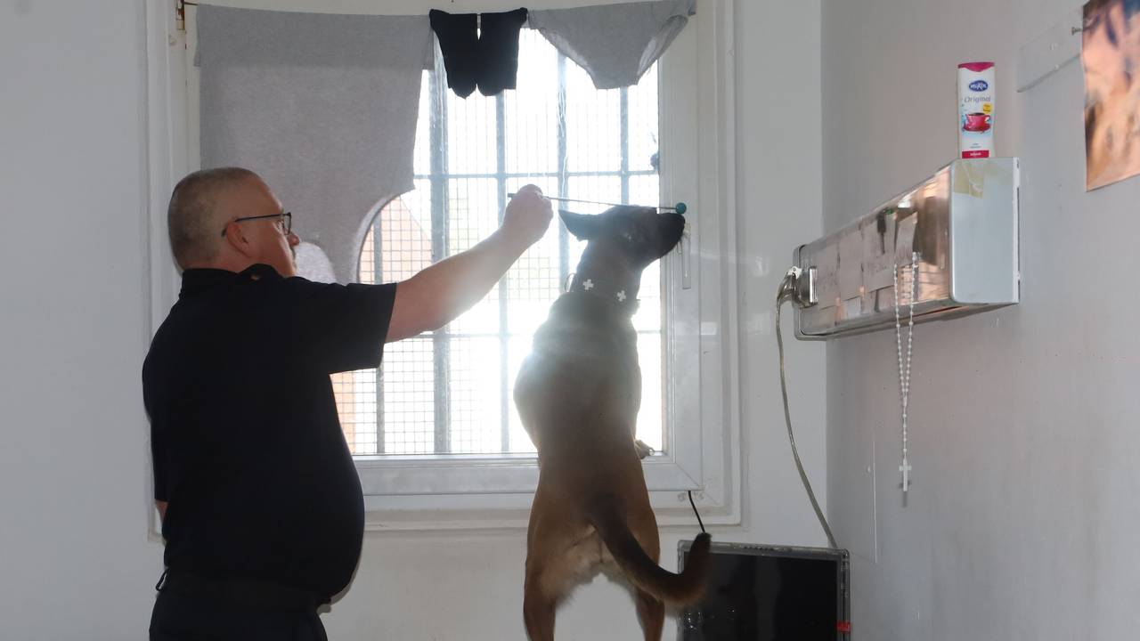 Ein Diensthundeführer durchsucht mit seinem Hund einen Haftraum in der JVA.