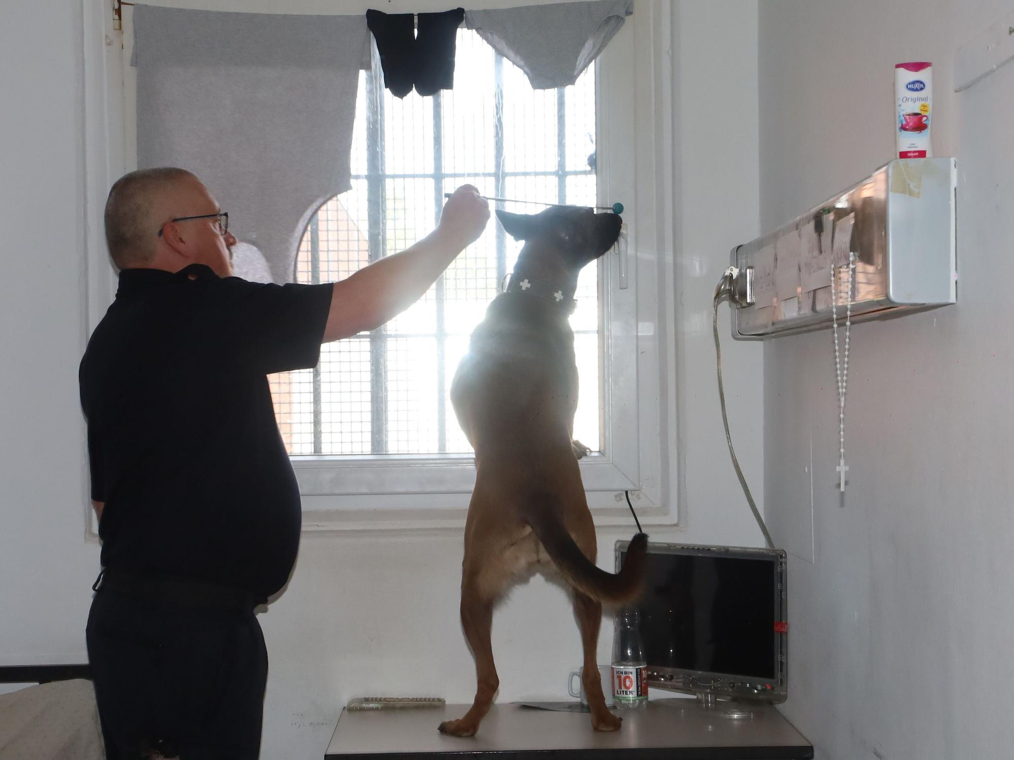 Ein Diensthundeführer durchsucht mit seinem Hund einen Haftraum in der JVA.