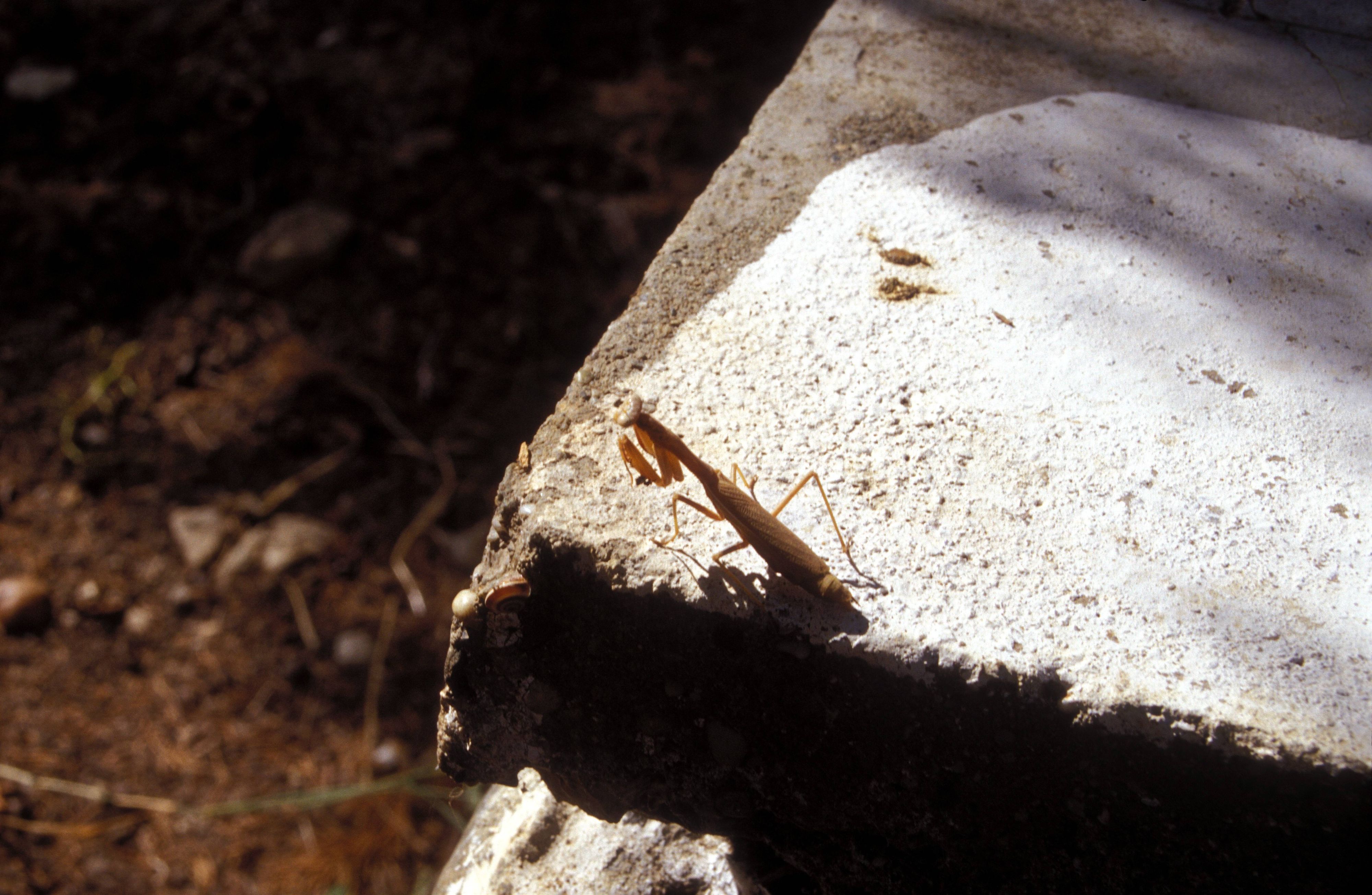 Eine Gottesanbeterin, die sich sonnt (Archivbild, hier in Griechenland aufgenommen). Mittlerweile ist Mantis religiosa vermehrt im Rheinland zu sehen.