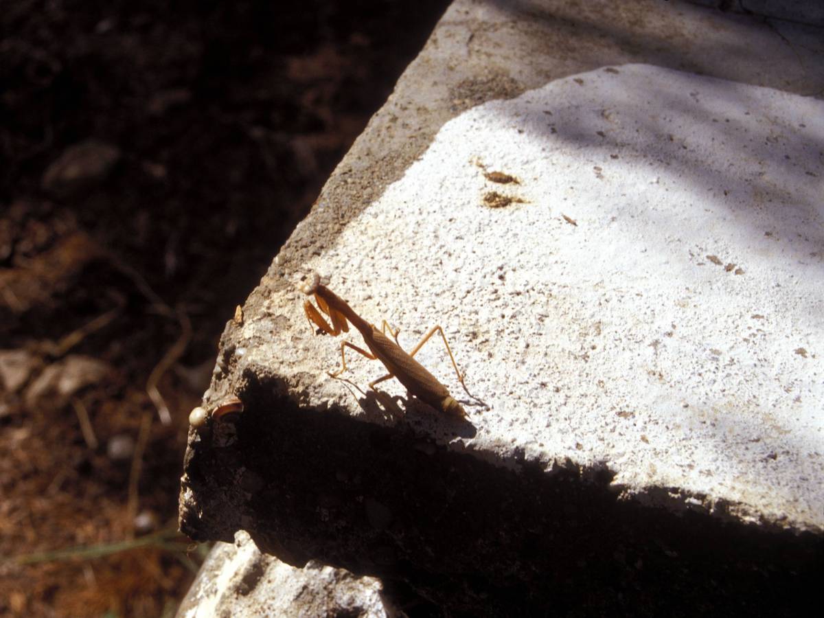 Eine Gottesanbeterin, die sich sonnt (Archivbild, hier in Griechenland aufgenommen). Mittlerweile ist Mantis religiosa vermehrt im Rheinland zu sehen.