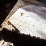 Eine Gottesanbeterin, die sich sonnt (Archivbild, hier in Griechenland aufgenommen). Mittlerweile ist Mantis religiosa vermehrt im Rheinland zu sehen.