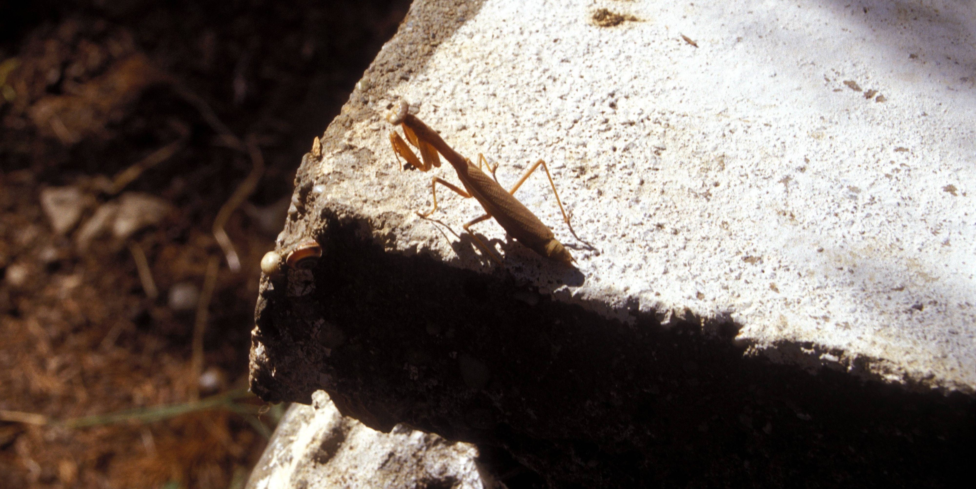 Eine Gottesanbeterin, die sich sonnt (Archivbild, hier in Griechenland aufgenommen). Mittlerweile ist Mantis religiosa vermehrt im Rheinland zu sehen. IMAGO / A. Goumenaki