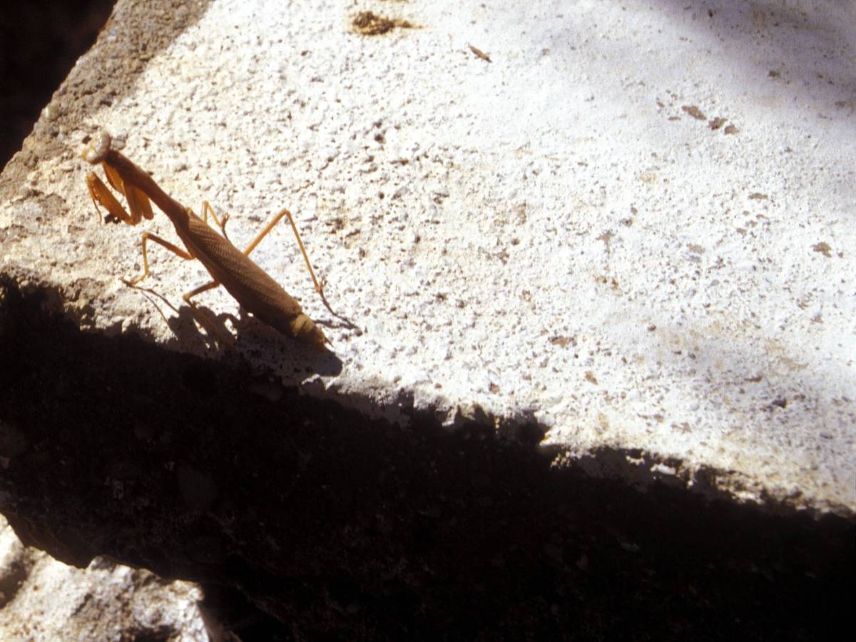 Eine Gottesanbeterin, die sich sonnt (Archivbild, hier in Griechenland aufgenommen). Mittlerweile ist Mantis religiosa vermehrt im Rheinland zu sehen. IMAGO / A. Goumenaki