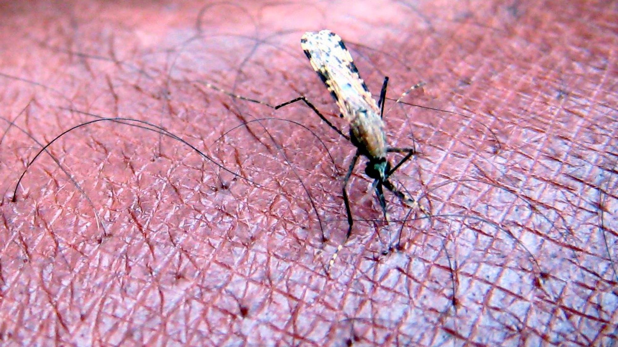 Malaria