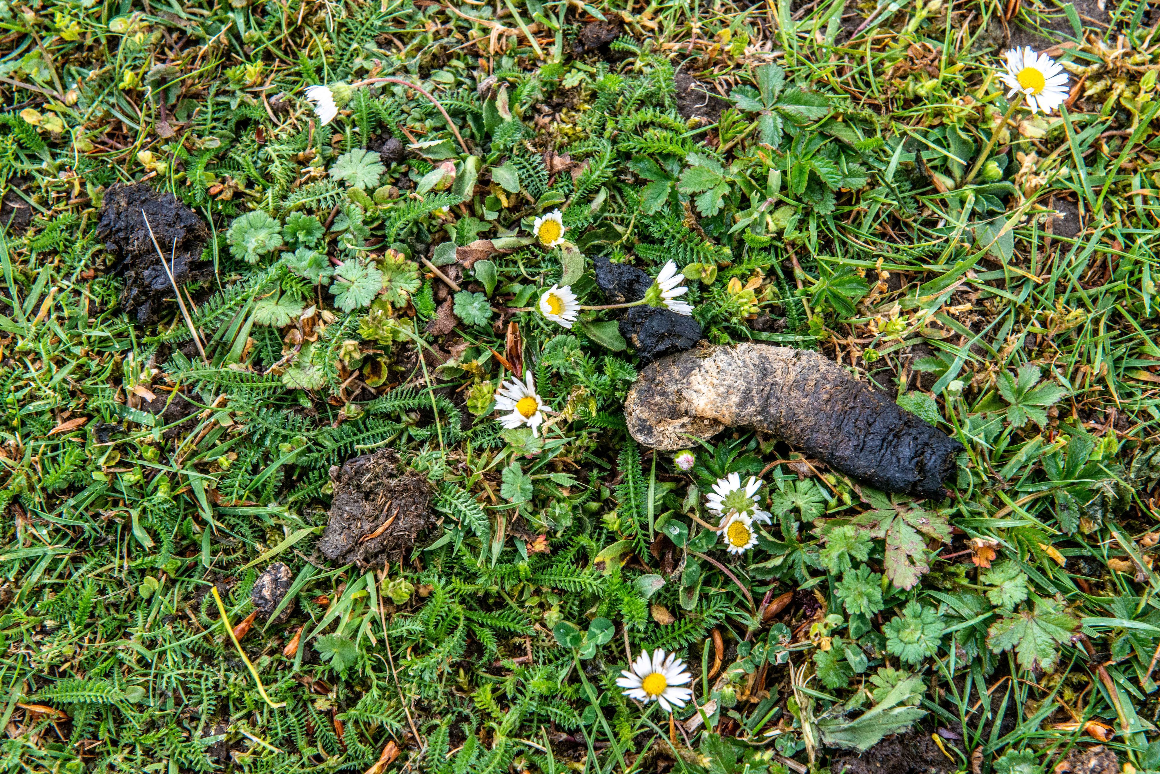 Gänsekot wie hier am Kalscheurer Weiher sorgt für Unmut in Köln (Archivbild).