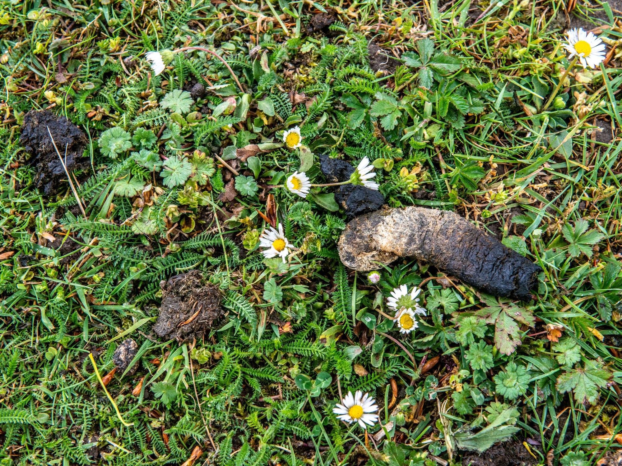 Gänsekot wie hier am Kalscheurer Weiher sorgt für Unmut in Köln (Archivbild).