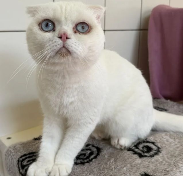 Ein Kater, dessen Ohren angeklappt sind, sitzt auf einer Decke