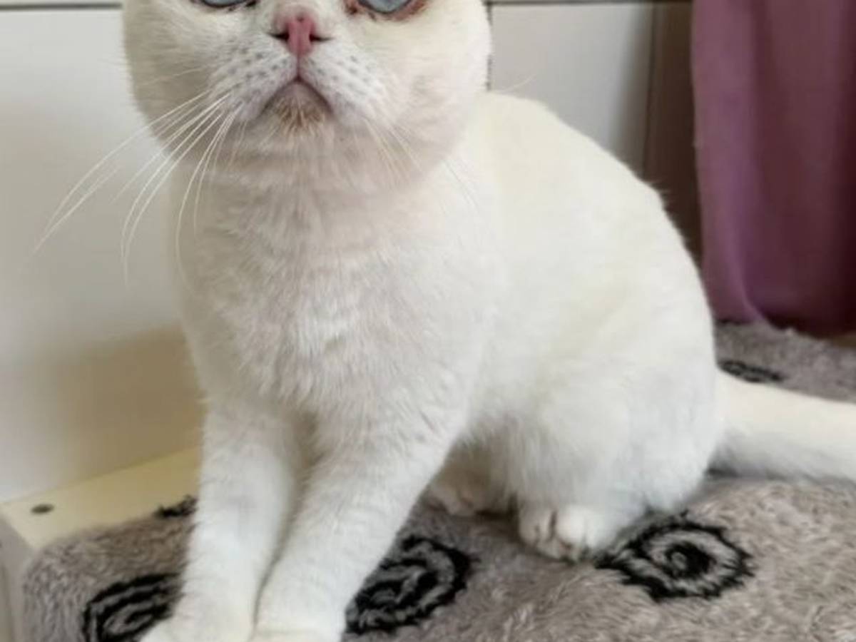 Ein Kater, dessen Ohren angeklappt sind, sitzt auf einer Decke