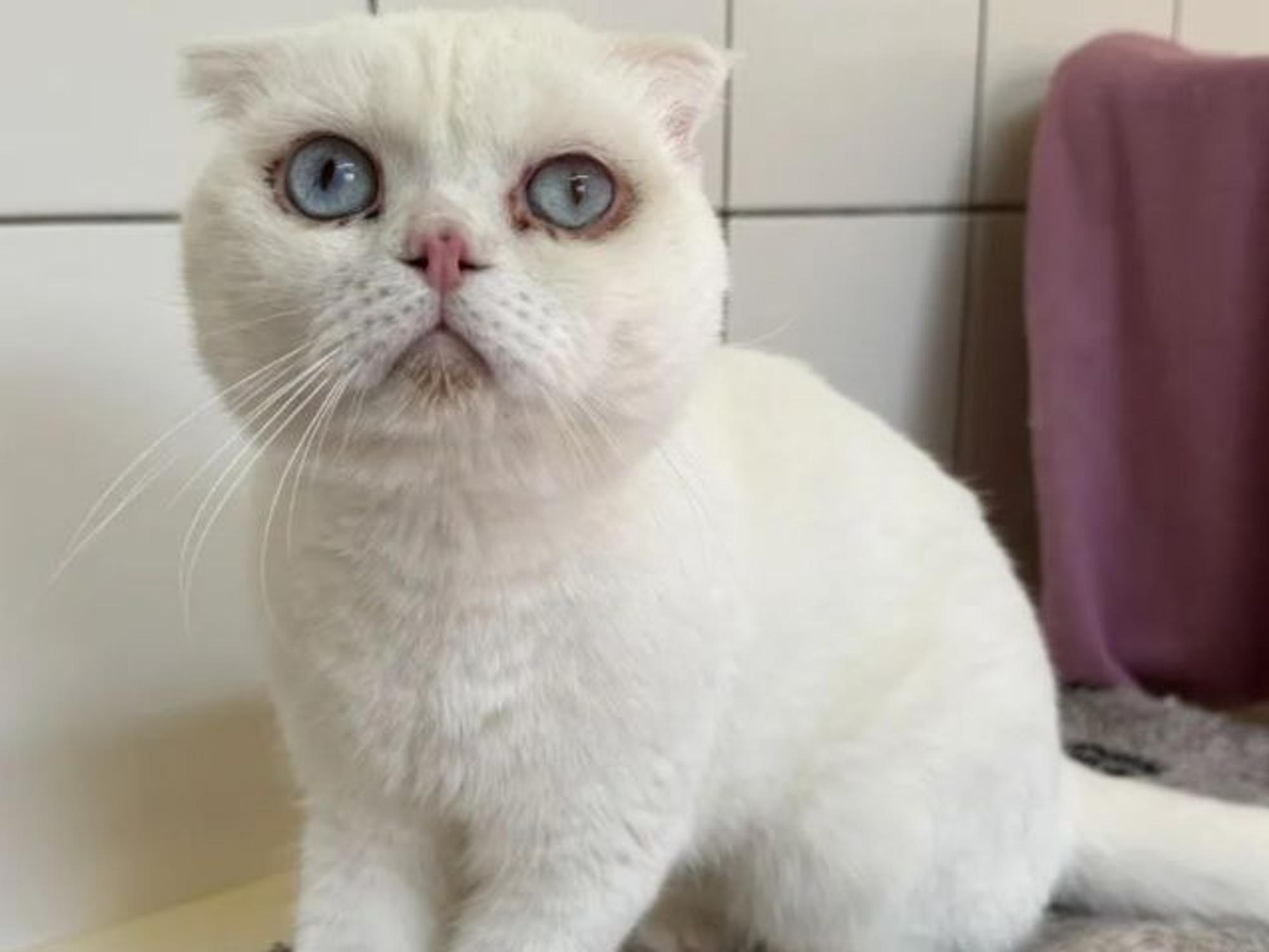 Ein Kater, dessen Ohren angeklappt sind, sitzt auf einer Decke