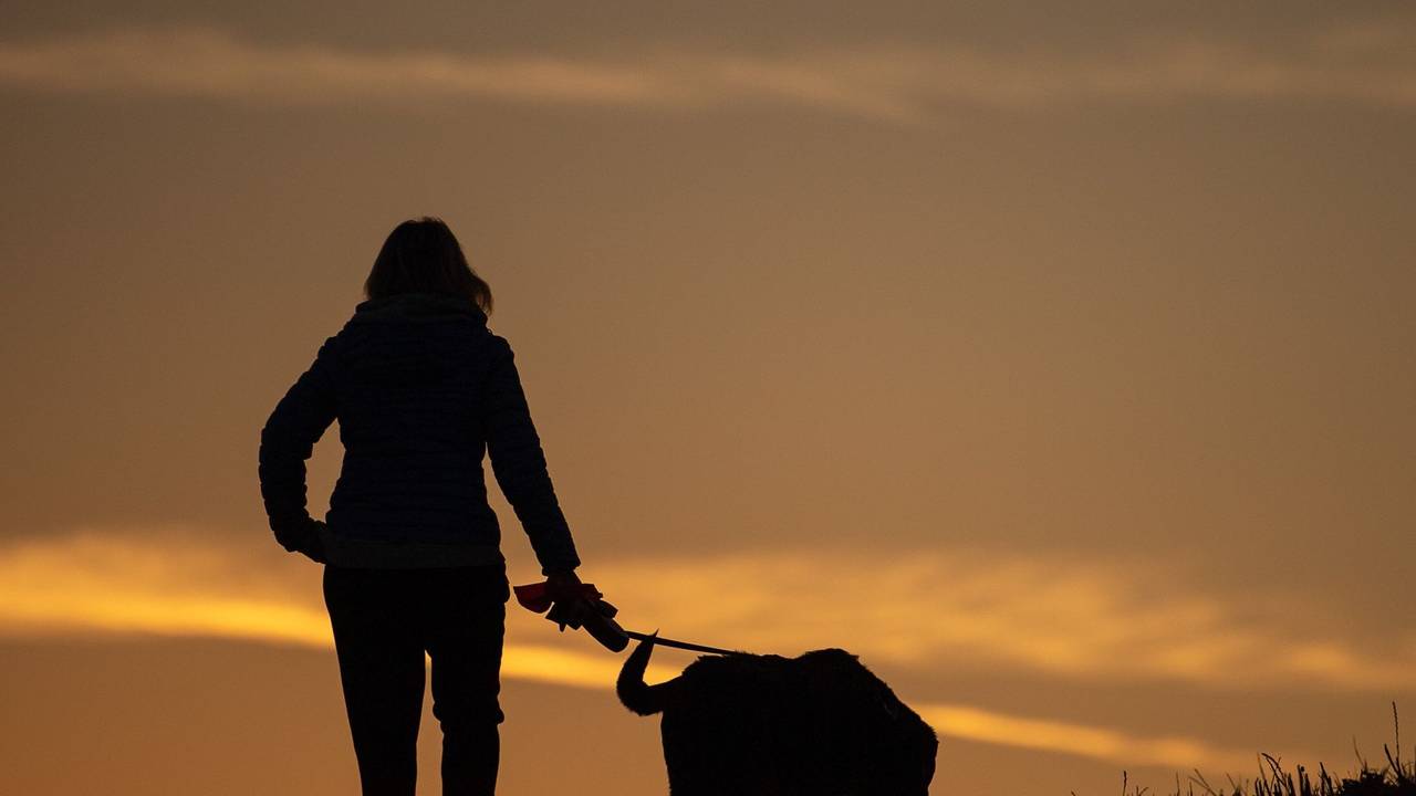 Frau geht am Morgen mit ihrem Hund spazieren