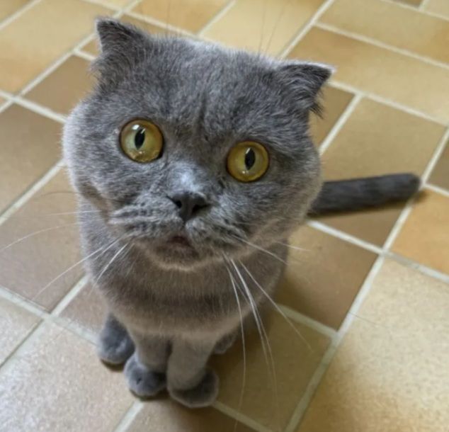 Ein Kater sitzt auf dem Boden und guckt hoch in die Kamera.