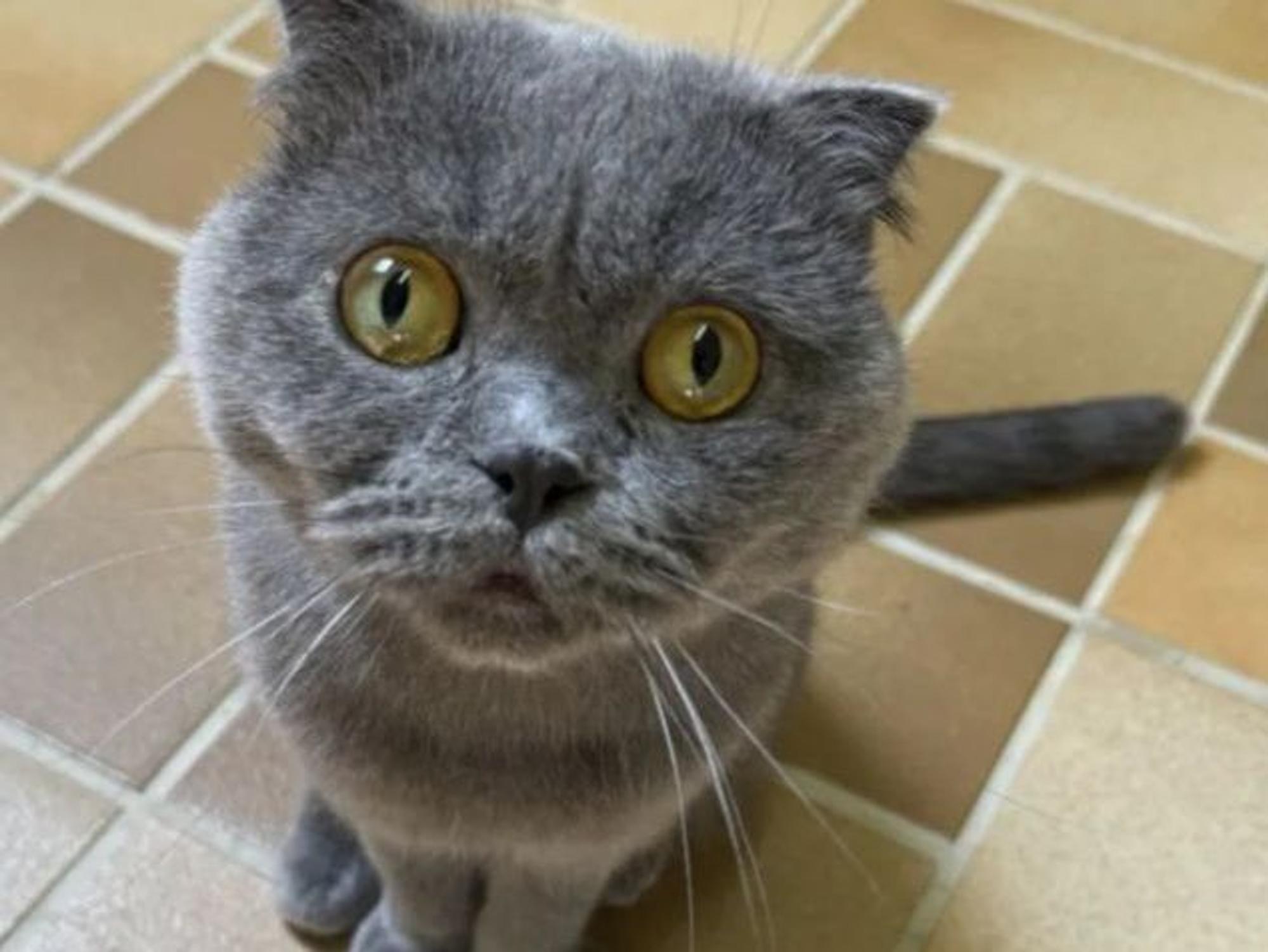 Ein Kater sitzt auf dem Boden und guckt hoch in die Kamera.