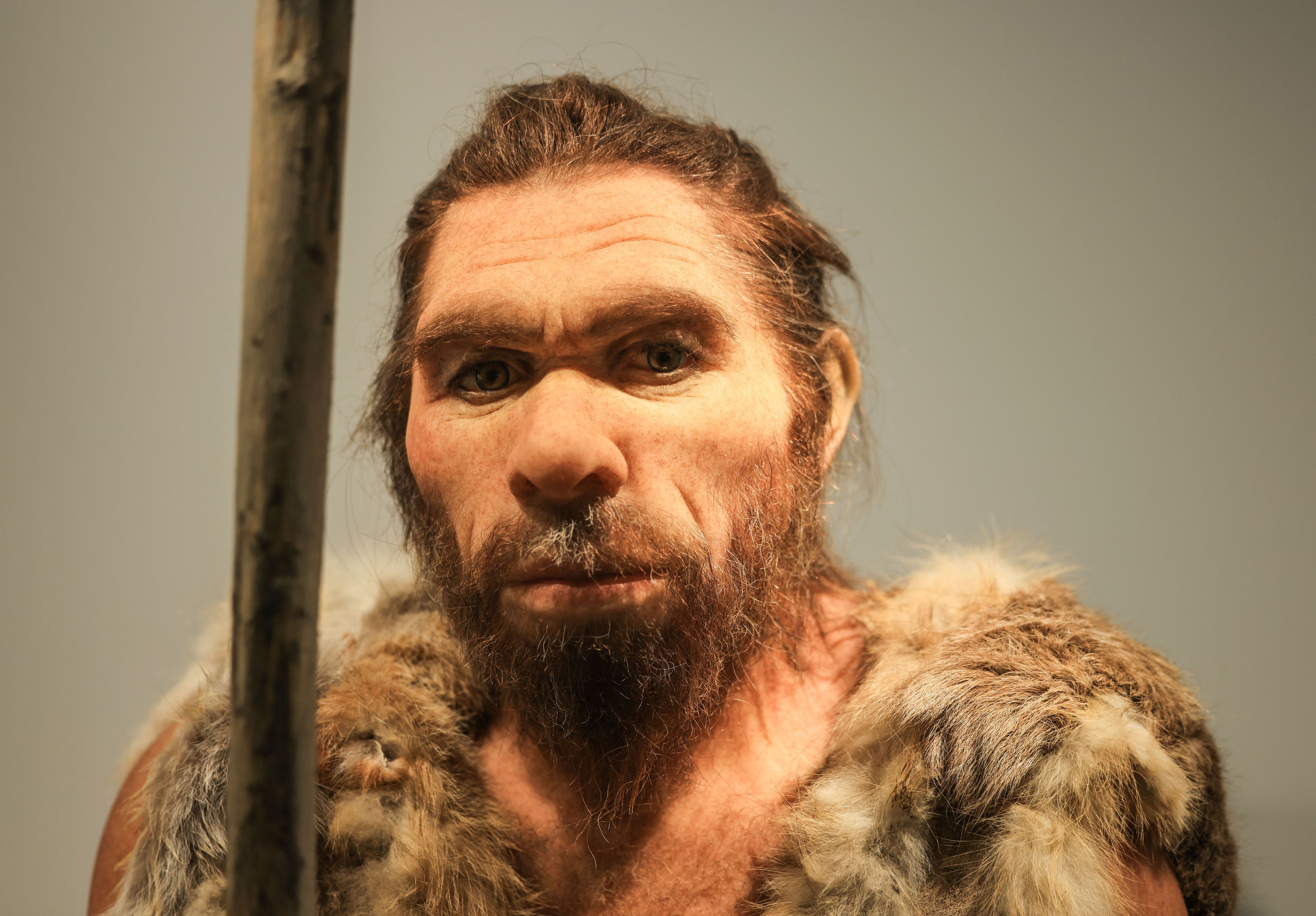 Eine Nachbildung des Neandertalers steht im LVR-LandesMuseum Bonn.