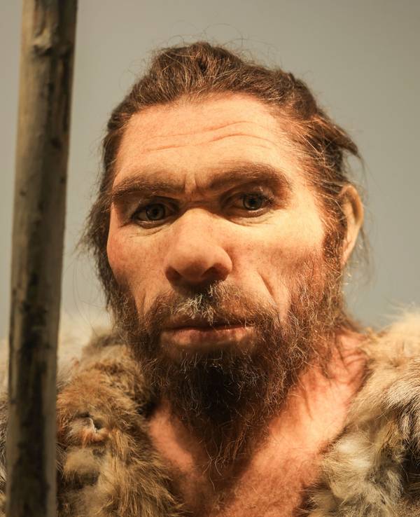 Eine Nachbildung des Neandertalers steht im LVR-LandesMuseum Bonn.
