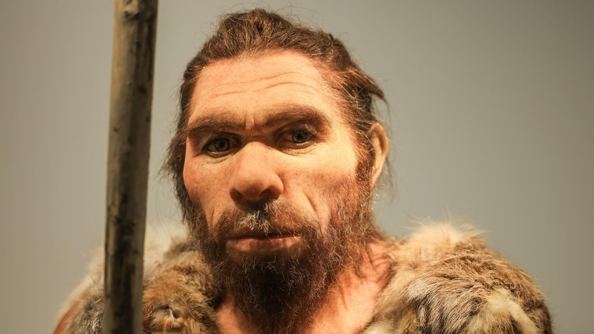 Eine Nachbildung des Neandertalers steht im LVR-LandesMuseum Bonn.