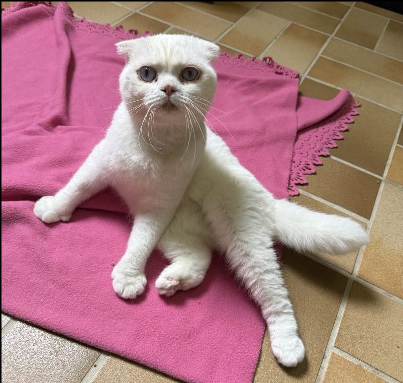 Milka wurde im Tierheim Köln-Dellbrück abgegeben. Der Scottish-Fold-Kater hat viele Baustellen.