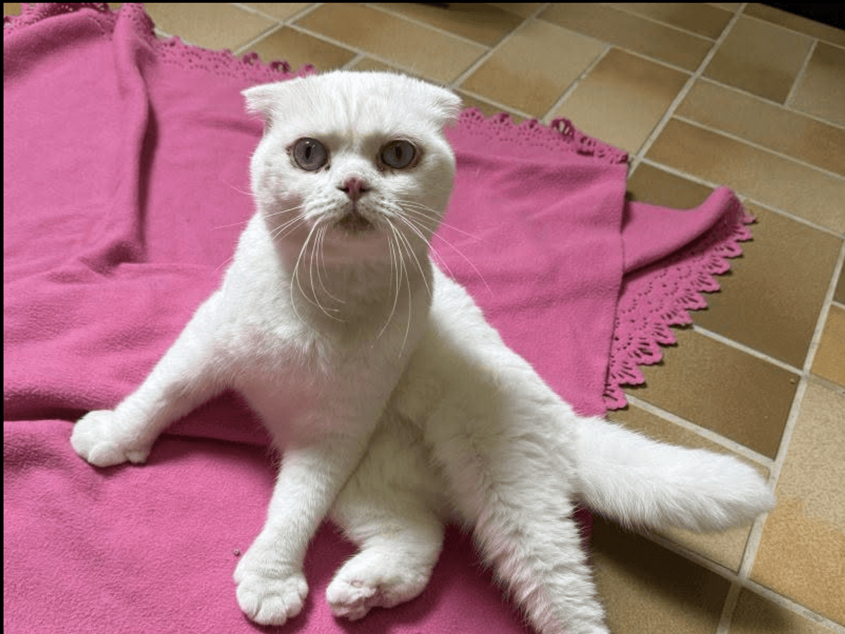 Milka wurde im Tierheim Köln-Dellbrück abgegeben. Der Scottish-Fold-Kater hat viele Baustellen.