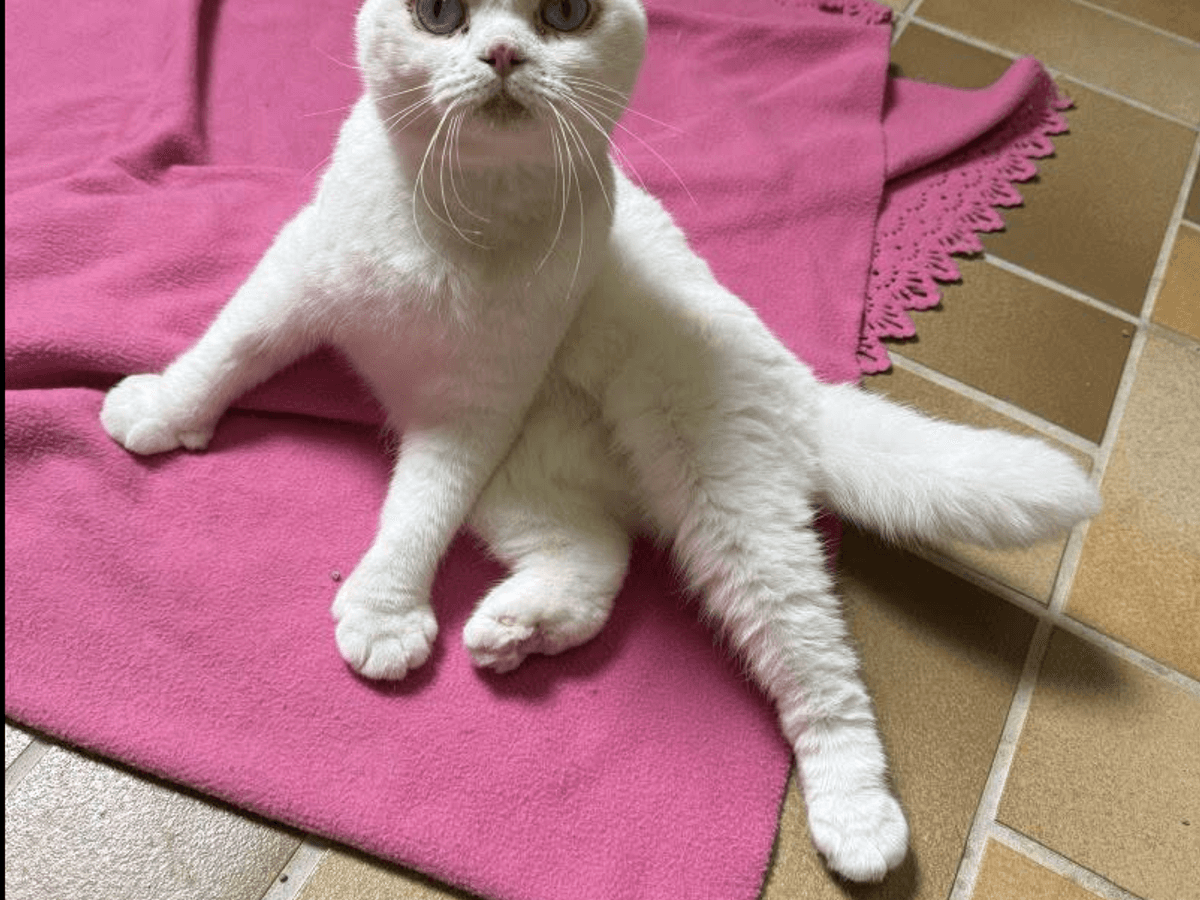 Milka wurde im Tierheim Köln-Dellbrück abgegeben. Der Scottish-Fold-Kater hat viele Baustellen.
