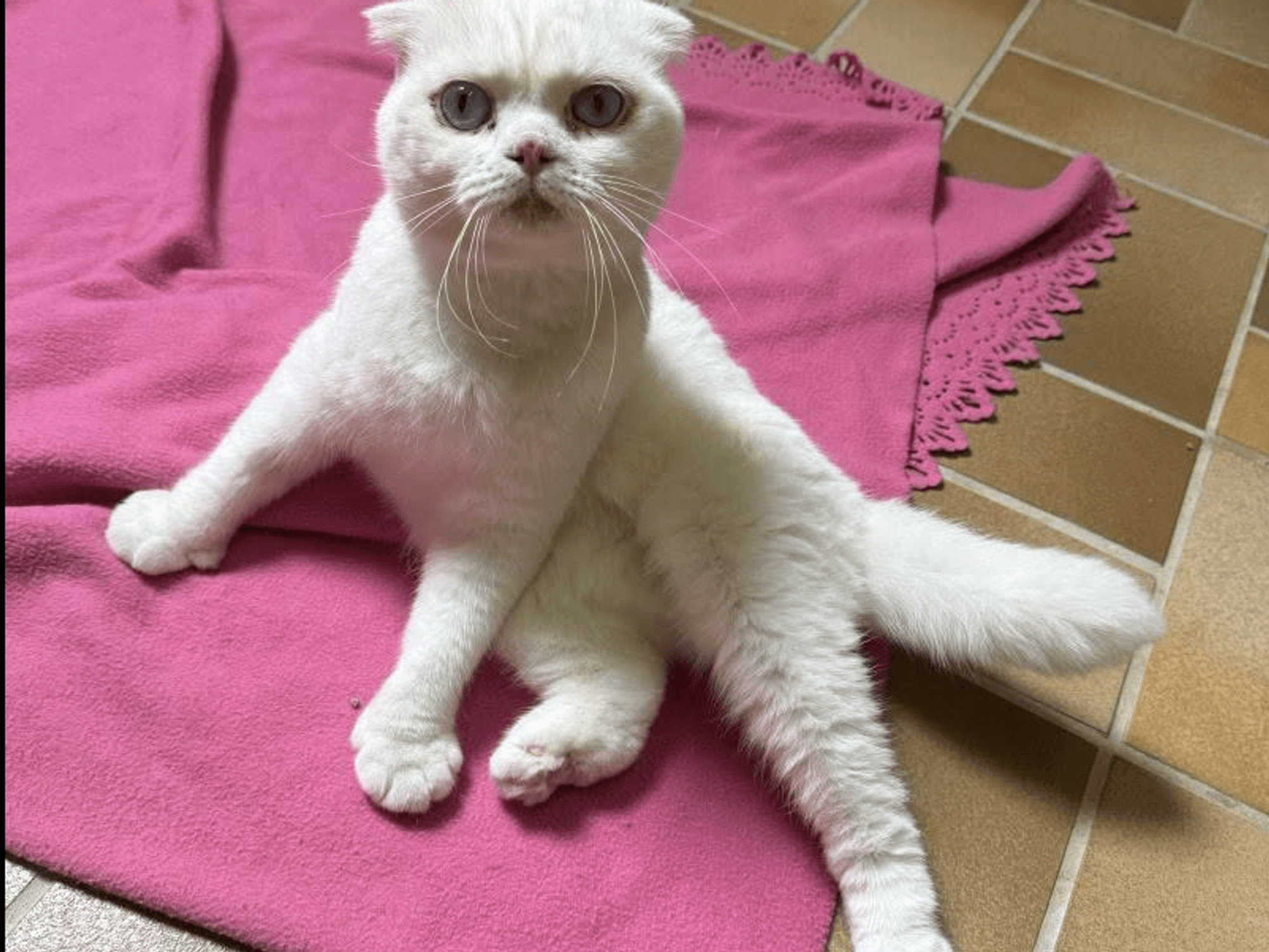 Milka wurde im Tierheim Köln-Dellbrück abgegeben. Der Scottish-Fold-Kater hat viele Baustellen.