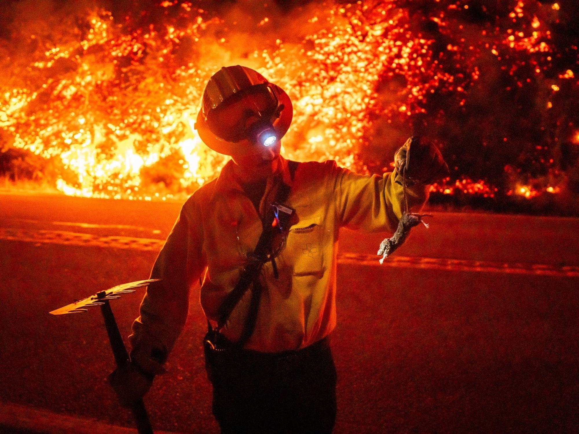 Ein Feuerwehrmann hält ein verletztes Tier in der Hand, während hinter ihm die Flammen wüten.