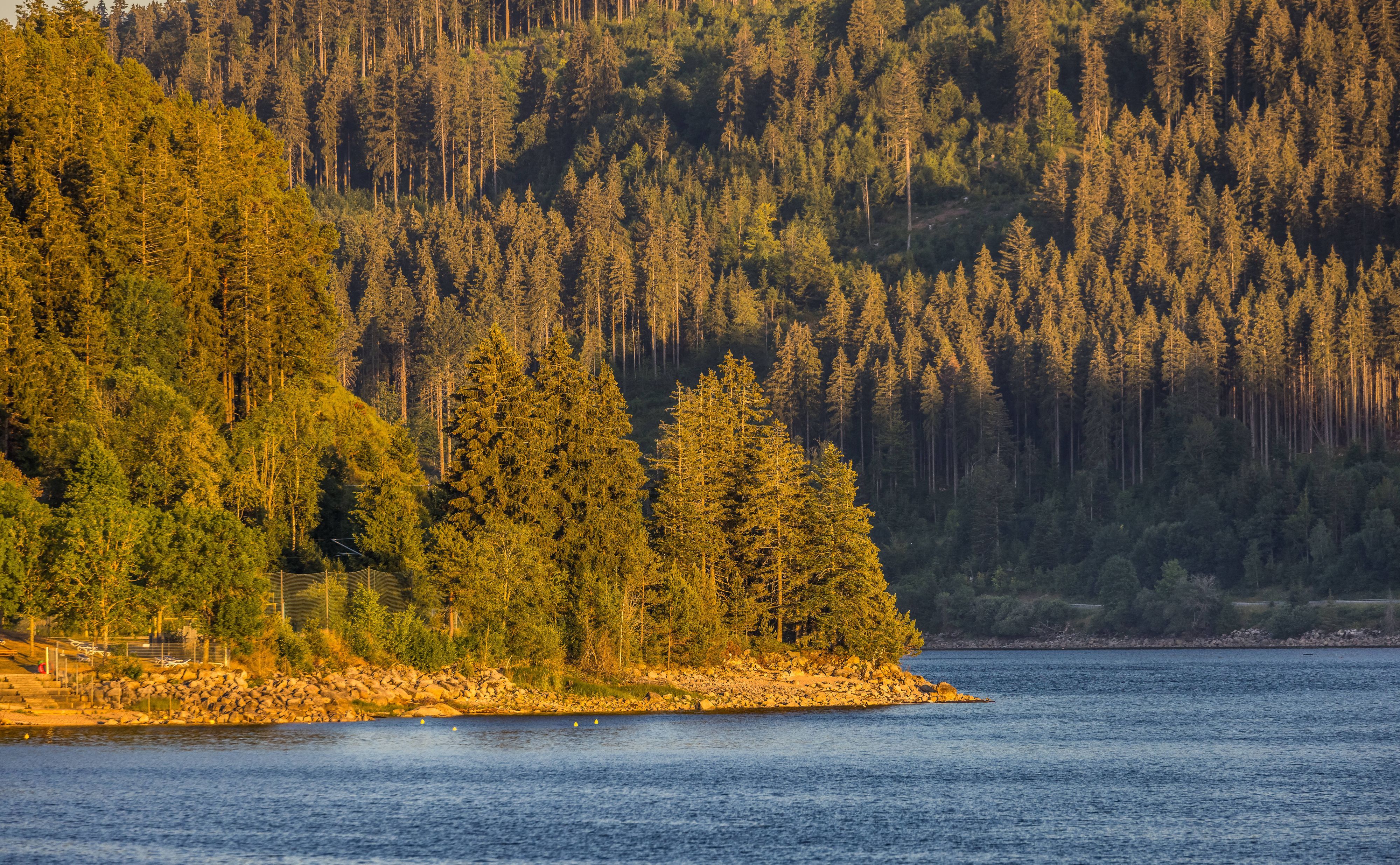 Ein Wald an einem See.