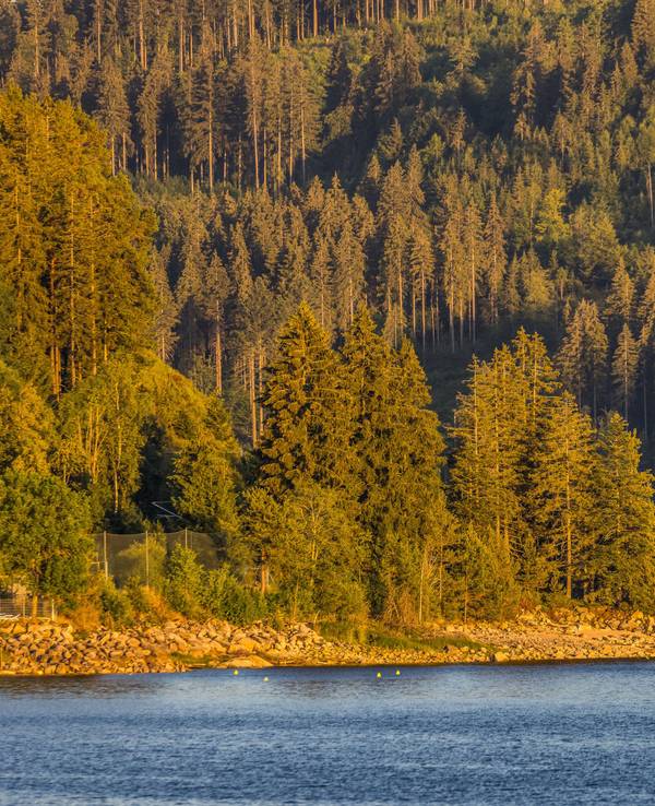 Ein Wald an einem See.