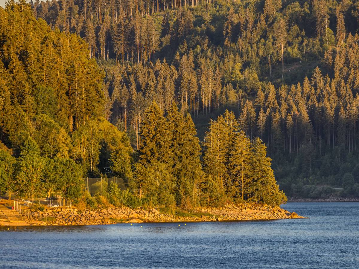 Ein Wald an einem See.