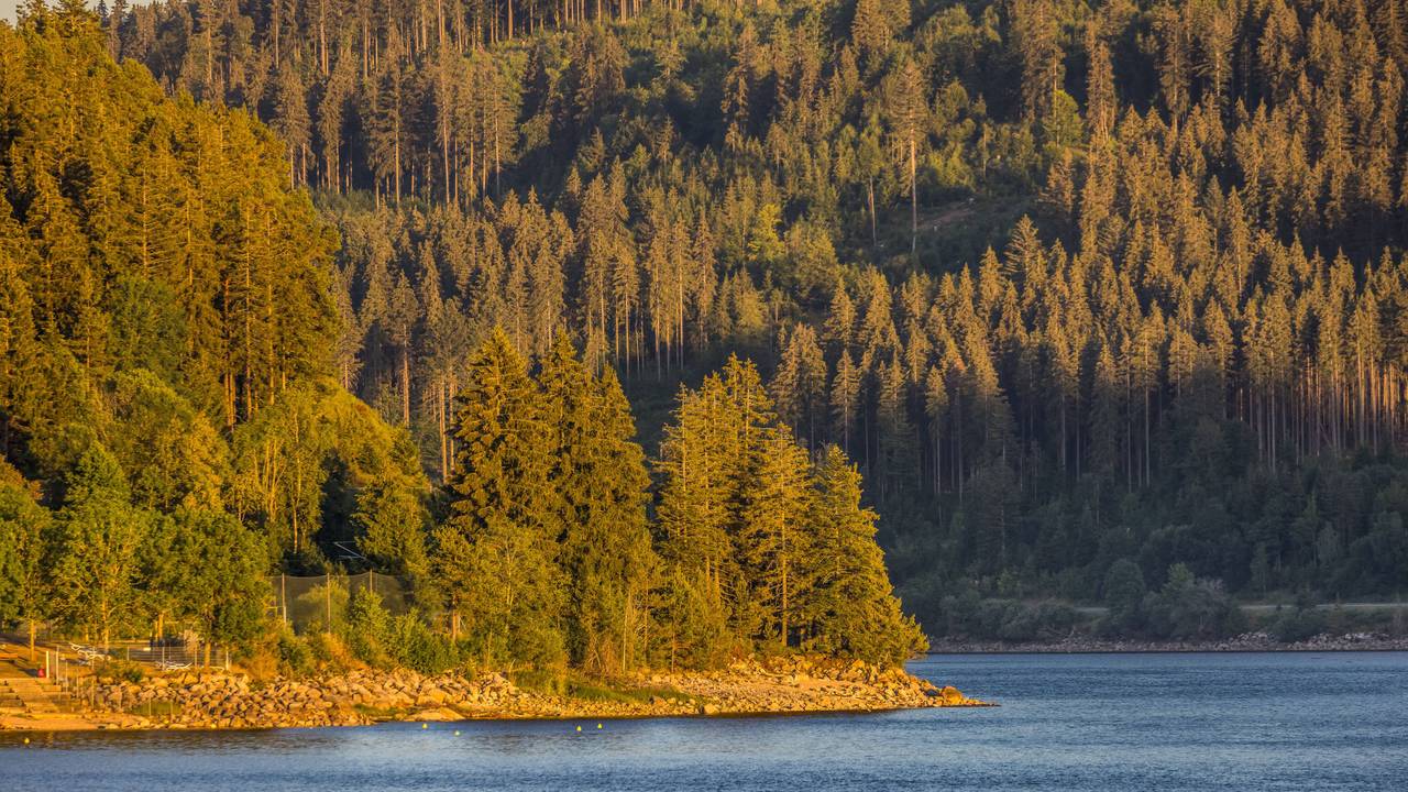 Ein Wald an einem See.