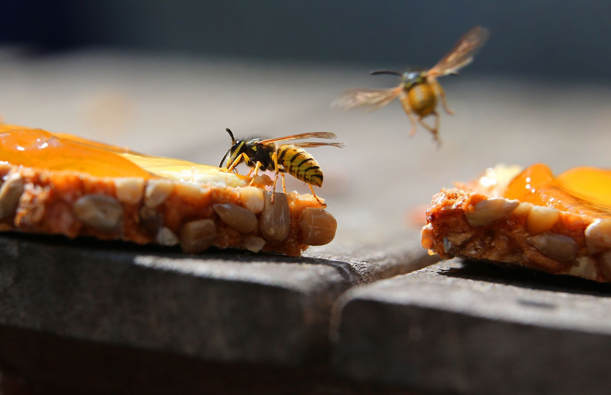 Eine Wespe sitzt auf einem Marmeladenbrot