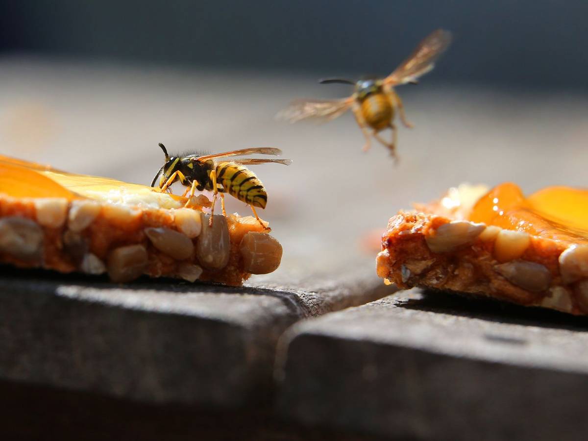 Eine Wespe sitzt auf einem Marmeladenbrot