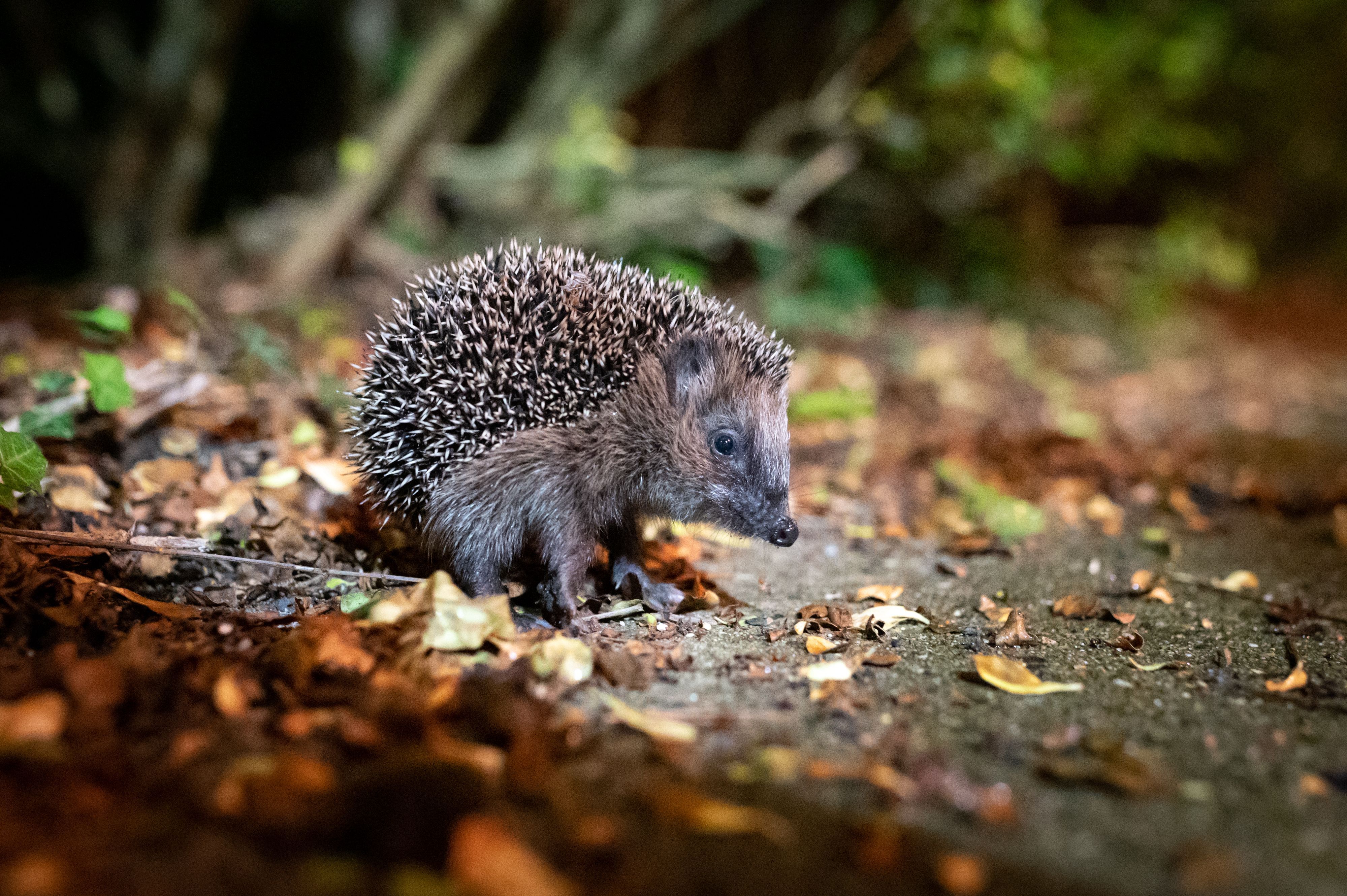 Ein Igel sucht nach Futter.