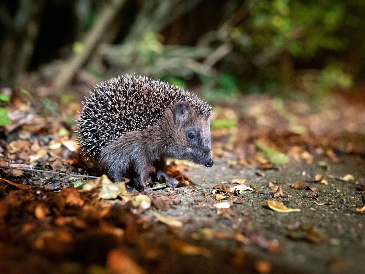 Ein Igel sucht nach Futter.