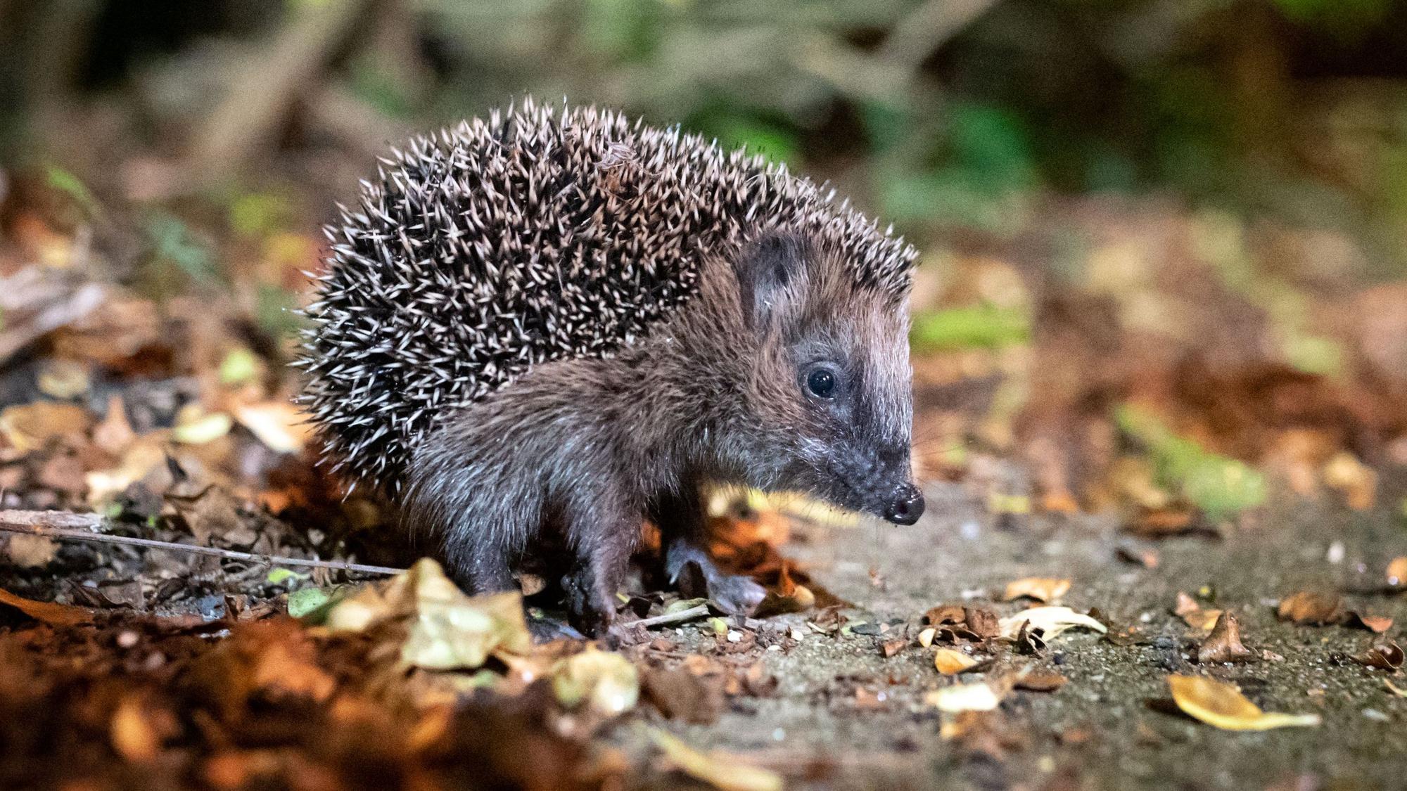 Ein Igel sucht nach Futter.