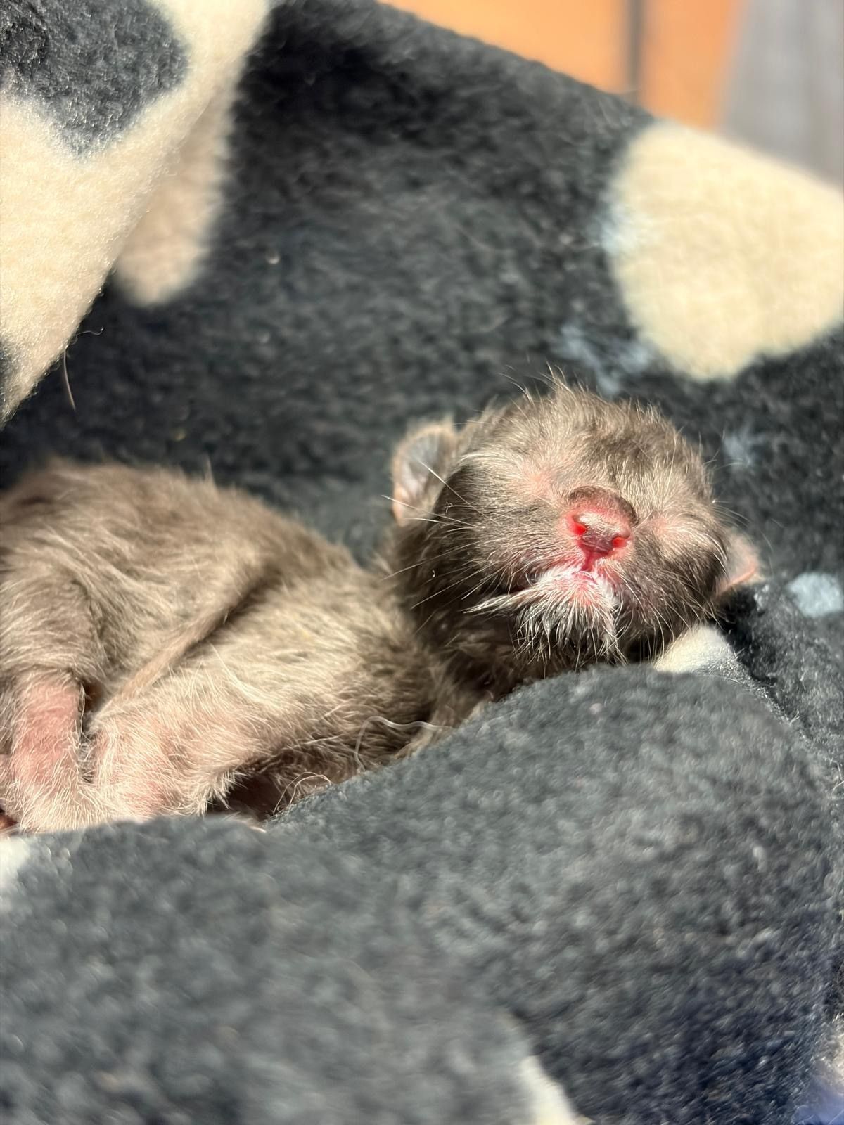 Ein winziges Katzenbaby liegt auf einer Decke.