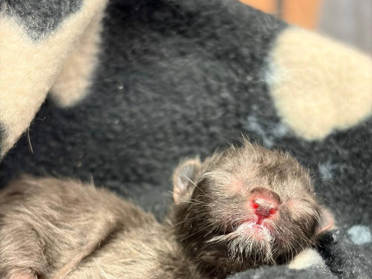 Ein winziges Katzenbaby liegt auf einer Decke.
