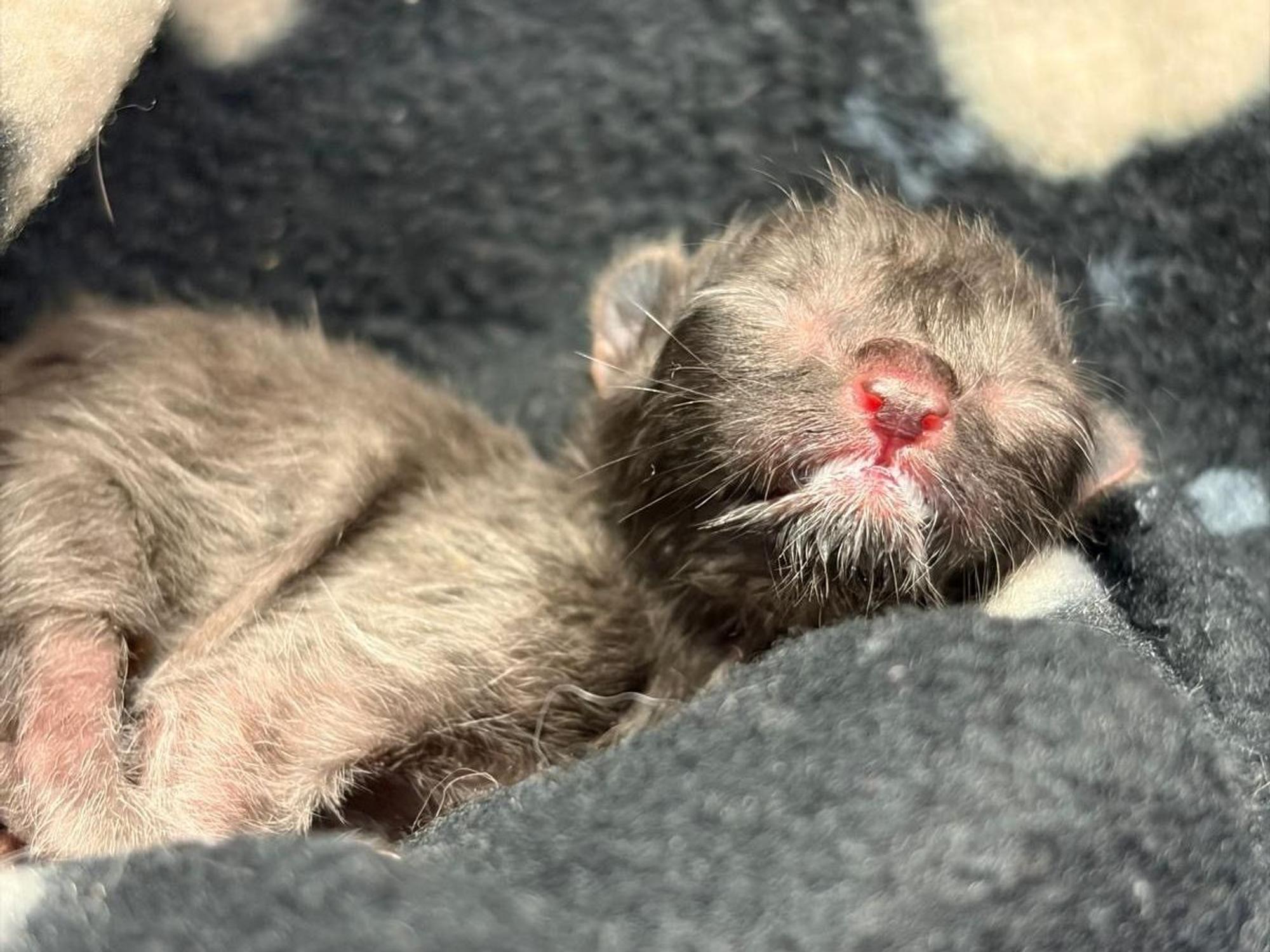 Ein winziges Katzenbaby liegt auf einer Decke.
