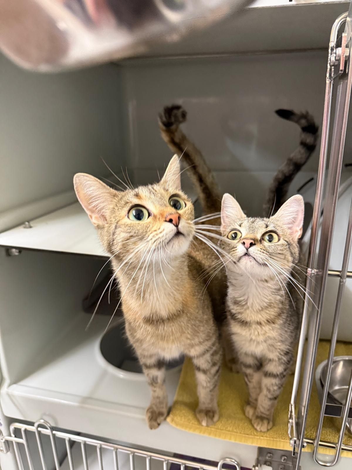 Zwei Katzen wurden Ende August 2026 an der S-Bahn in Holweide ausgesetzt, beide hochträchtig (Foto). Die eine (selbst noch halb ein Kind) brachte im Dellbrücker Tierheim drei tote Kitten zur Welt. Eins lebte, starb aber wenig später.