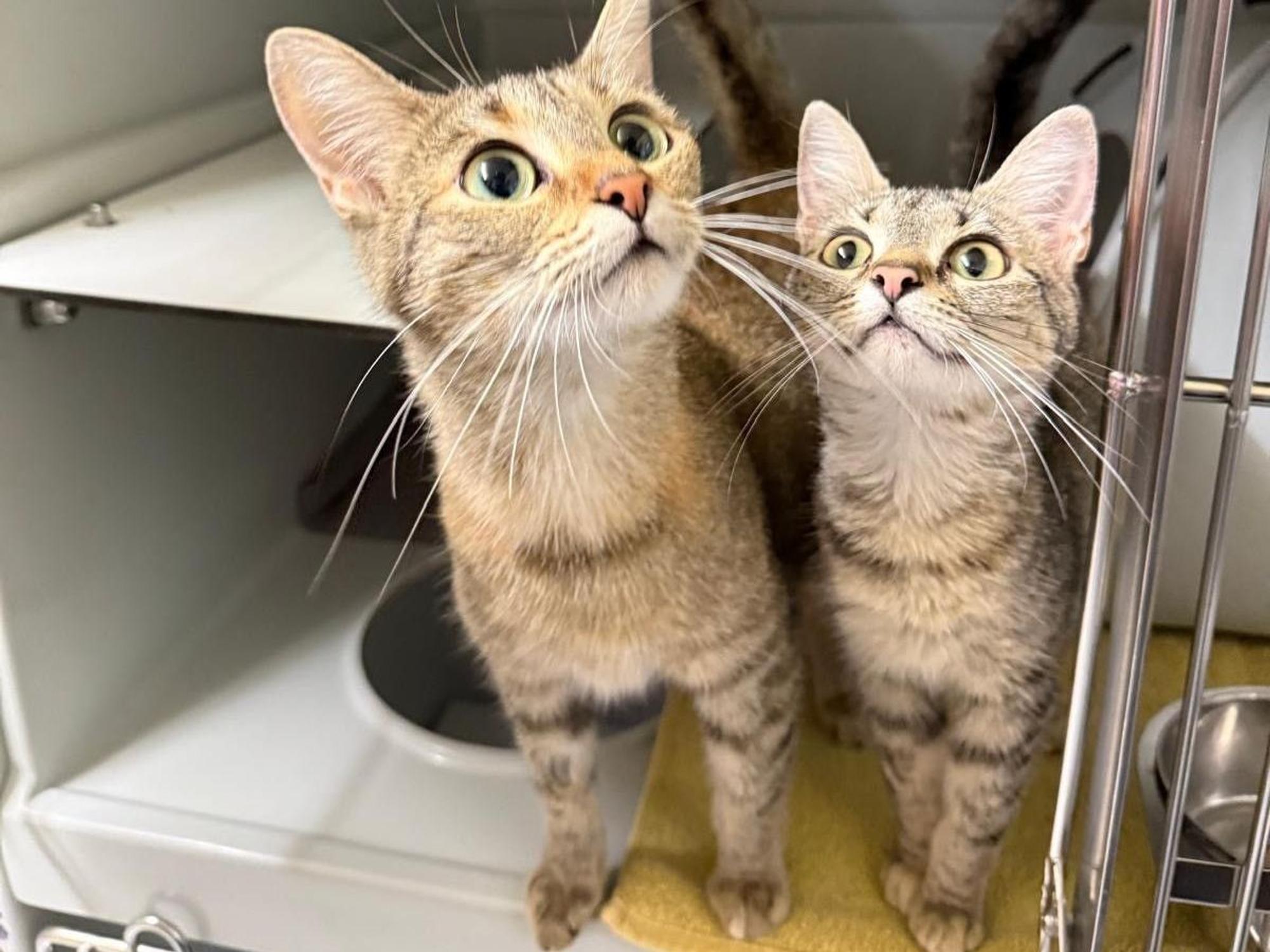 Zwei Katzen wurden Ende August 2026 an der S-Bahn in Holweide ausgesetzt, beide hochträchtig (Foto). Die eine (selbst noch halb ein Kind) brachte im Dellbrücker Tierheim drei tote Kitten zur Welt. Eins lebte, starb aber wenig später.