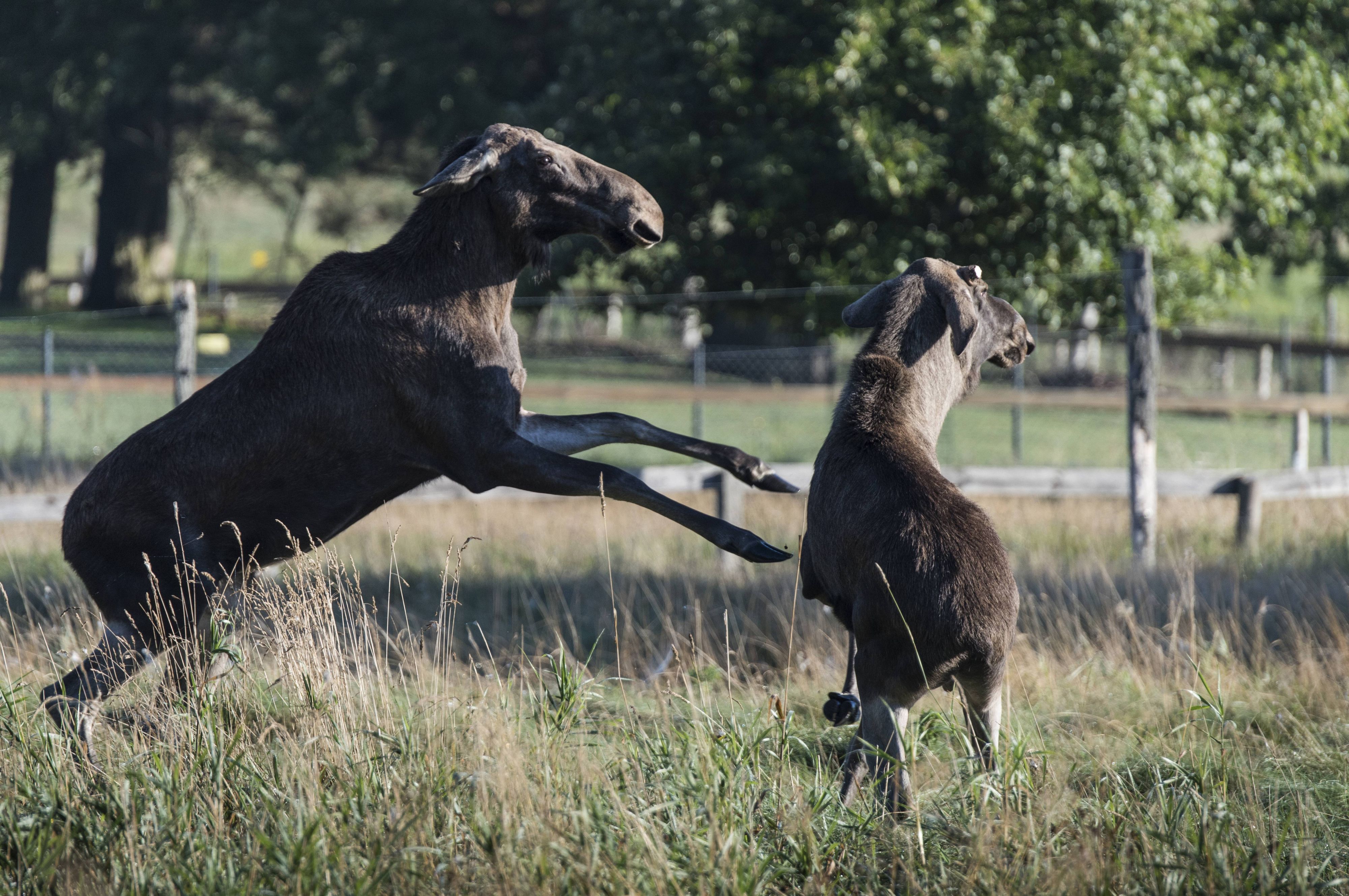 Elchkuh mit Kalb.