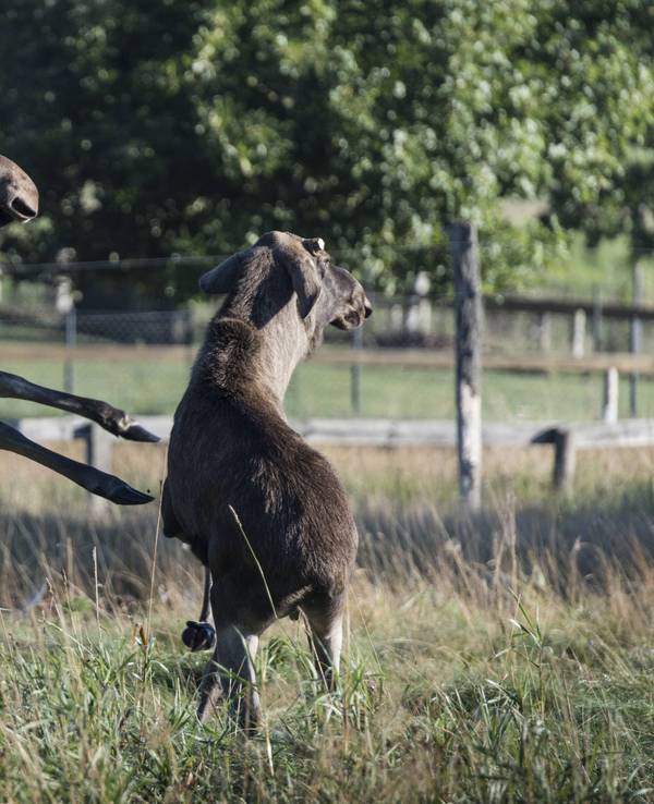 Elchkuh mit Kalb.